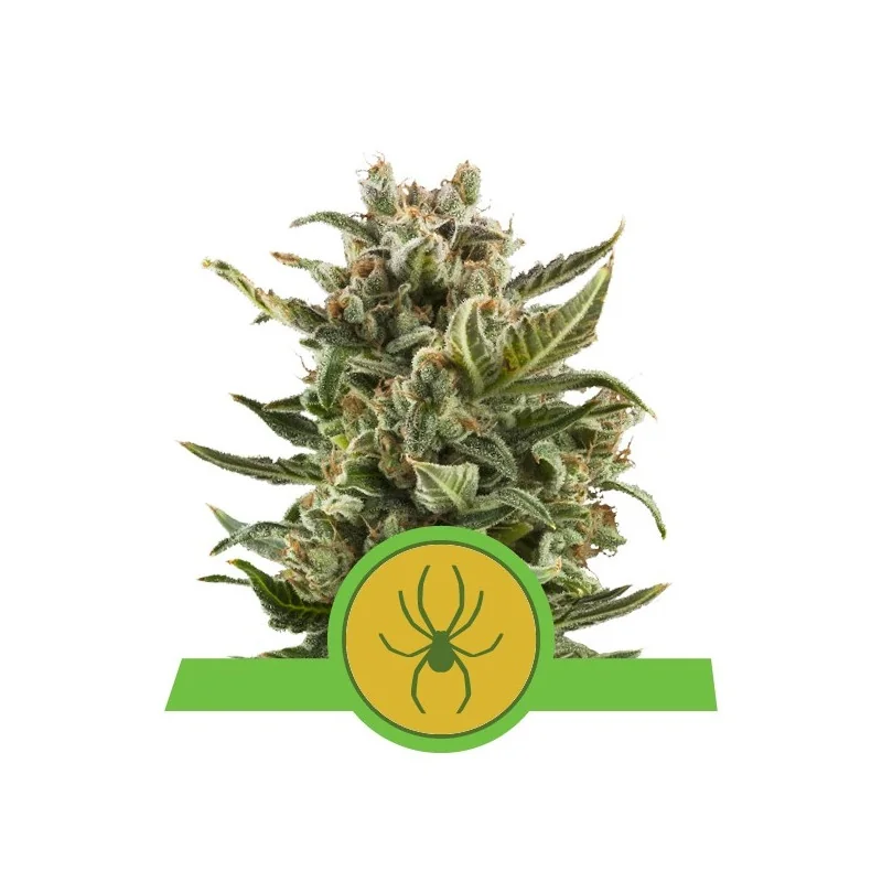 Semi Cannabis White Widow automatici o autofiorenti Marijuana