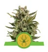 Semi Cannabis White Widow automatici o autofiorenti Marijuana