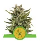 Semi Cannabis White Widow automatici o autofiorenti Marijuana