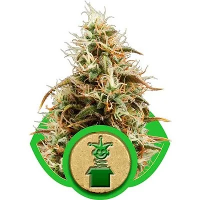 Semi Cannabis Royal Jack automatici o autofiorenti Marijuana