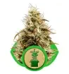 Semi Cannabis Royal Jack automatici o autofiorenti Marijuana