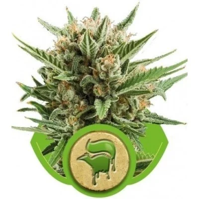 Semi Cannabis Sweet Skunk automatici o autofiorenti Marijuana