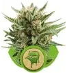 Semi Cannabis Sweet Skunk automatici o autofiorenti Marijuana