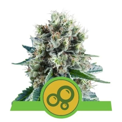 Semi Cannabis Bubble Kush automatici o autofiorenti Marijuana