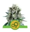 Semi Cannabis Bubble Kush automatici o autofiorenti Marijuana