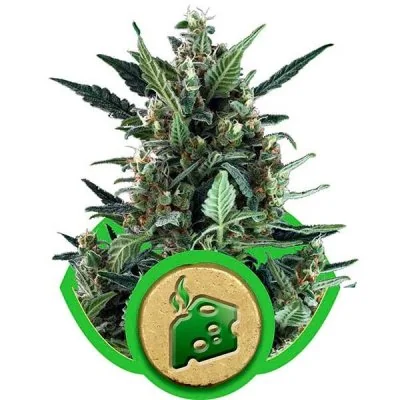 Semi Cannabis Blue Cheese automatici o autofiorenti Marijuana