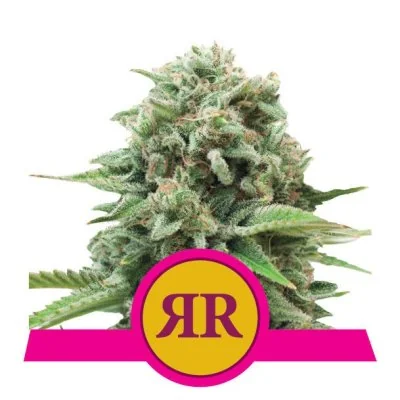 Semi Cannabis Royal Runtz Femminizzati Marijuana