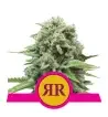 Semi Cannabis Royal Runtz Femminizzati Marijuana