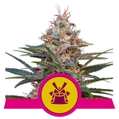 Semi Cannabis Shogun Femminizzati Marijuana