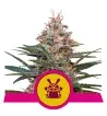 Semi Cannabis Shogun Femminizzati Marijuana