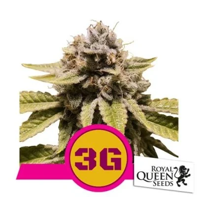 Semi Cannabis Triple G Femminizzati Marijuana