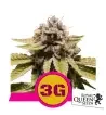 Semi Cannabis Triple G Femminizzati Marijuana