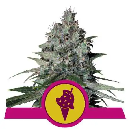 Semi Cannabis Cookies Gelato Femminizzati Marijuana