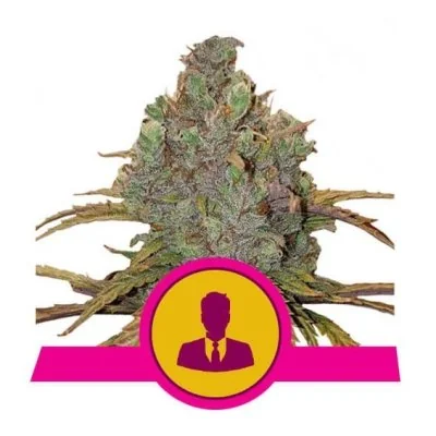 Semi Cannabis El Patron Femminizzati Marijuana