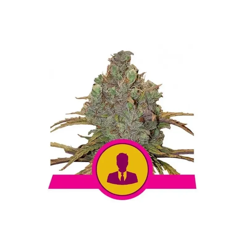 Semi Cannabis El Patron Femminizzati Marijuana