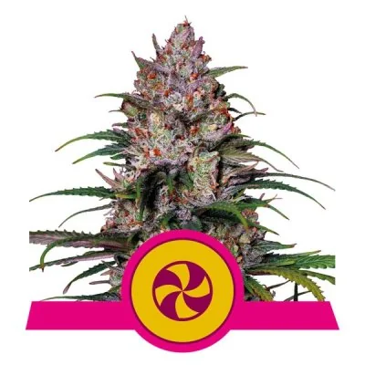 Semi Cannabis Sweet ZZ Femminizzati Marijuana