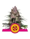 Semi Cannabis Sweet ZZ Femminizzati Marijuana