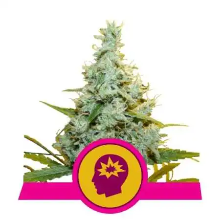 3x Semi AMG - Amnesia Mac Ganja Femminizzata