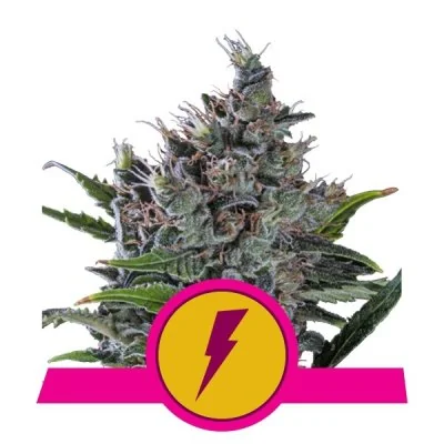 Semi Cannabis North Thunderfuck Femminizzati Marijuana