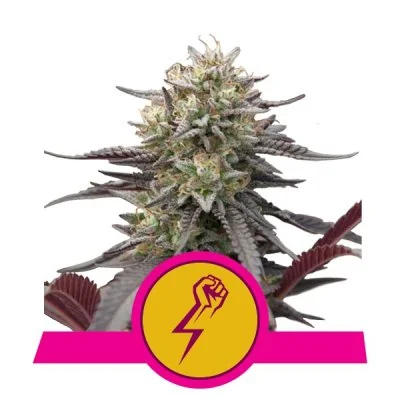 Semi Cannabis Green Crack Punch Femminizzati Marijuana