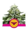 Semi Cannabis Sherbet Queen Femminizzati Marijuana