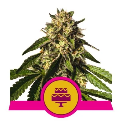 Semi Cannabis Wedding Gelato Femminizzati Marijuana