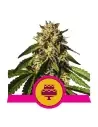 Semi Cannabis Wedding Gelato Femminizzati Marijuana