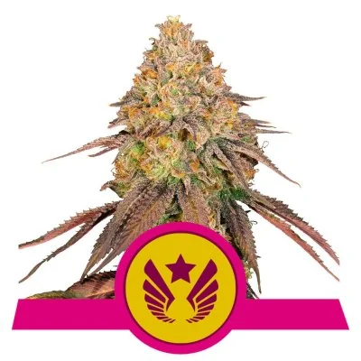 Semi Cannabis Legendary OG Punch Femminizzati Marijuana