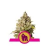 Semi Cannabis Royal Gorilla Femminizzati Marijuana