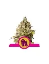 Semi Cannabis Royal Gorilla Femminizzati Marijuana