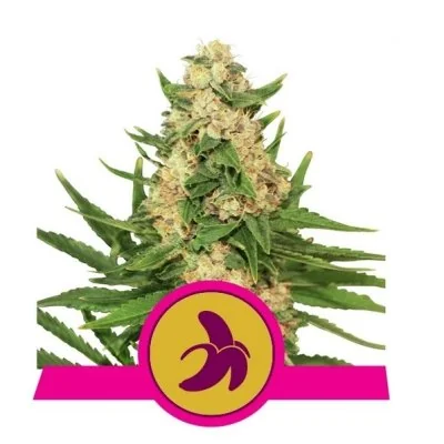 Semi Cannabis Fat Banana Femminizzati Marijuana