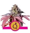 Semi Cannabis Purple Queen Femminizzati Marijuana