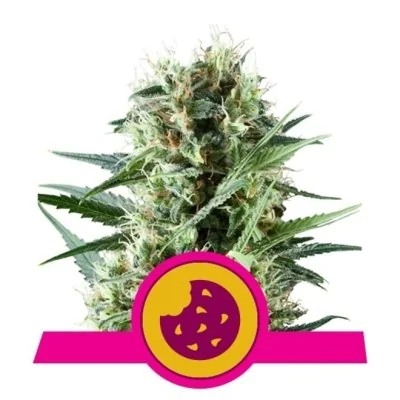 Semi Cannabis Royal Cookies Femminizzati Marijuana