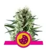 Semi Cannabis Royal Cookies Femminizzati Marijuana
