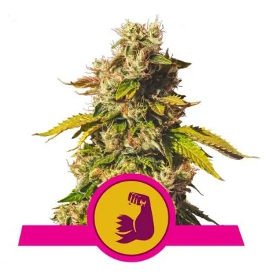 Semi Cannabis HulkBerry Femminizzati Marijuana