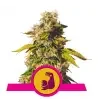 Semi Cannabis HulkBerry Femminizzati Marijuana