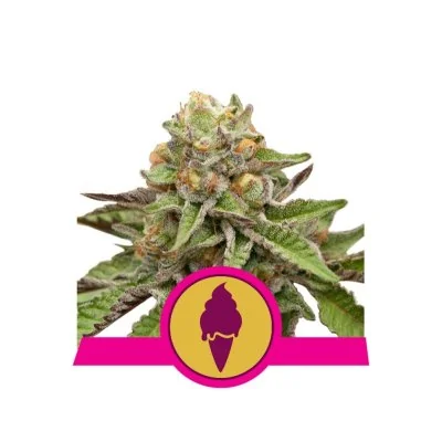 Semi Cannabis Green Gelato Femminizzati Marijuana
