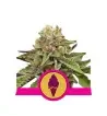 Semi Cannabis Green Gelato Femminizzati Marijuana