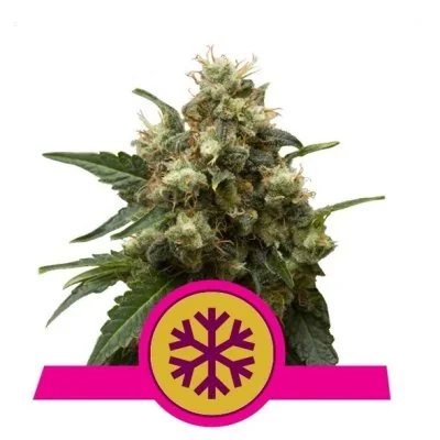 Semi Cannabis ICE Femminizzati Marijuana