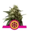 Semi Cannabis ICE Femminizzati Marijuana