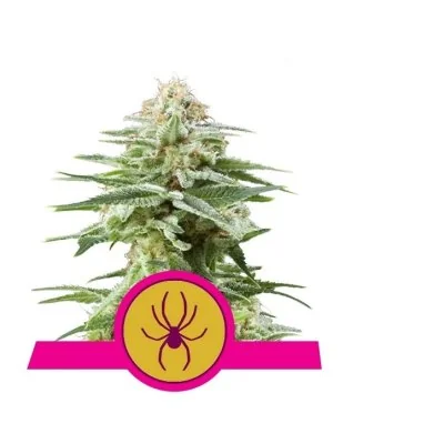 Semi Cannabis White Widow Femminizzati Marijuana