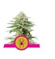 Semi Cannabis White Widow Femminizzati Marijuana
