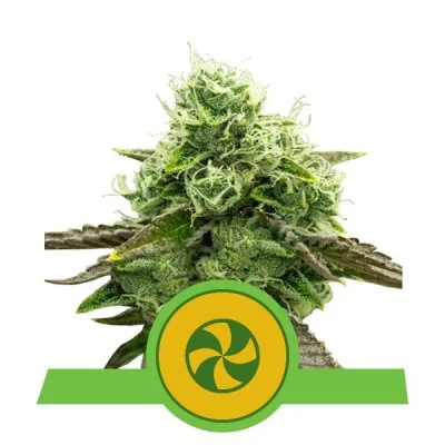 Semi Cannabis Sweet ZZ automatici o autofiorenti Marijuana
