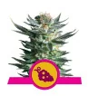 Semi Cannabis Fruit Spirit Femminizzati Marijuana