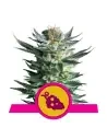 Semi Cannabis Fruit Spirit Femminizzati Marijuana