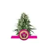 Semi Cannabis Power Flower Femminizzati Marijuana