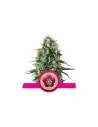 Semi Cannabis Power Flower Femminizzati Marijuana