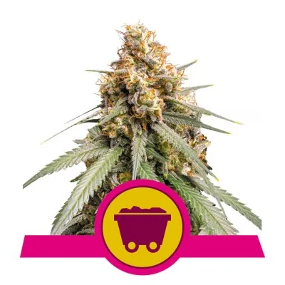 Semi Cannabis Shining Silver Haze Femminizzati Marijuana