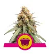 Semi Cannabis Shining Silver Haze Femminizzati Marijuana