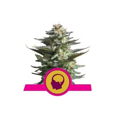 Semi Cannabis Amnesia Haze Femminizzati Marijuana